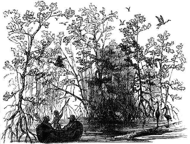 Mangrove Swamp 