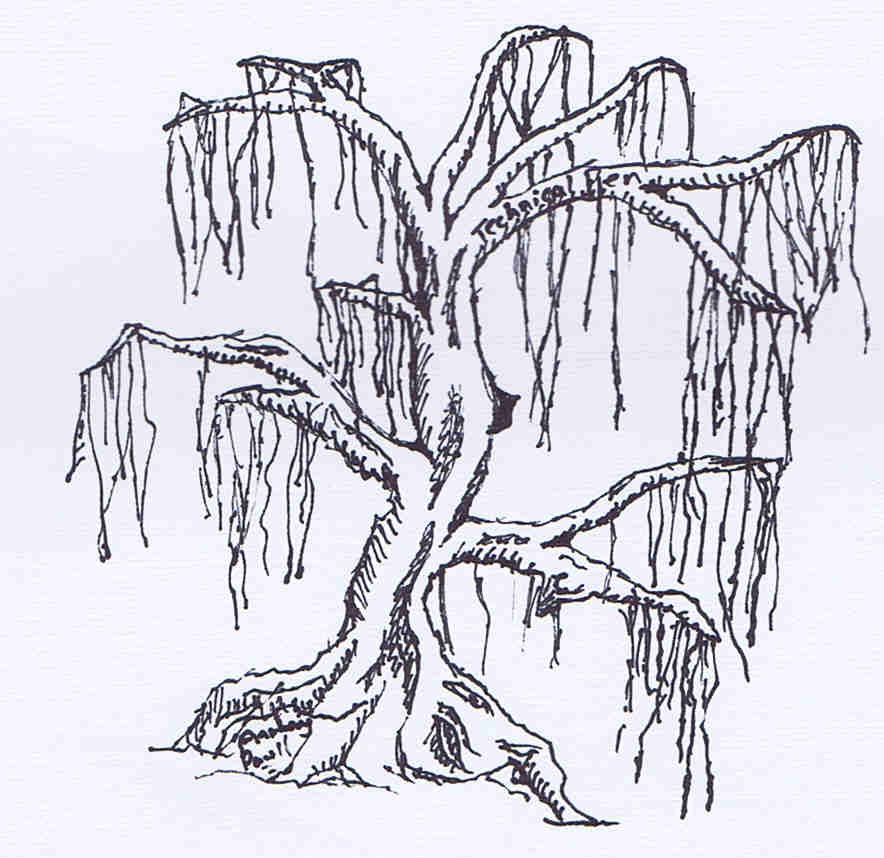Swamp Cypress Tree Clipart 