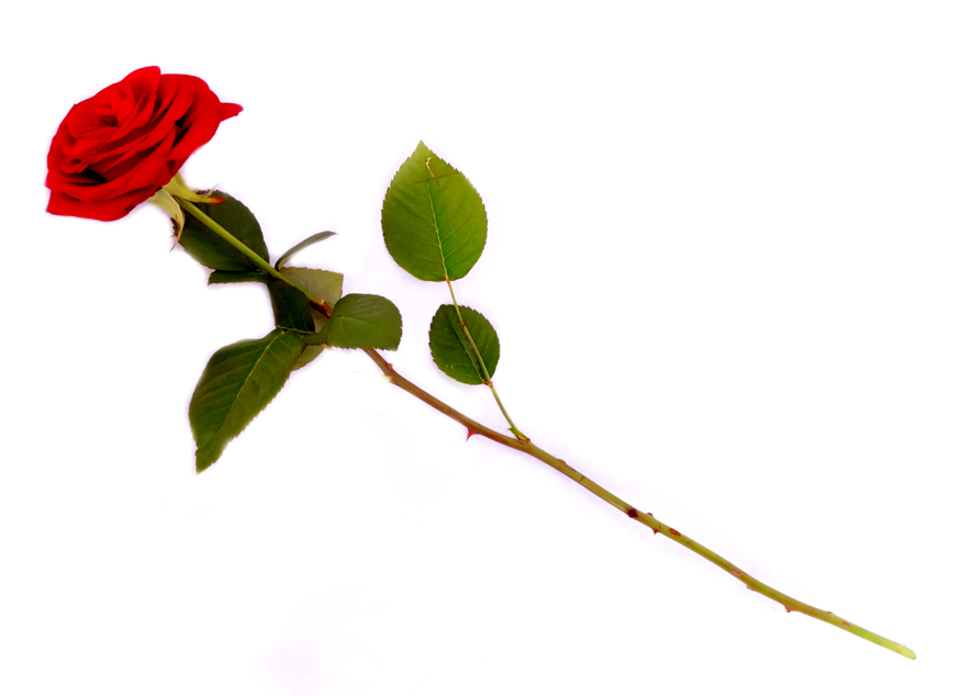 Single rose clip art 