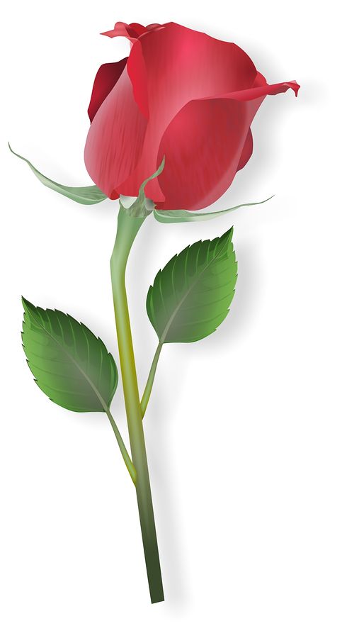 Free Single Rose Cliparts Download Free Single Rose Cliparts Png Images Free Cliparts On