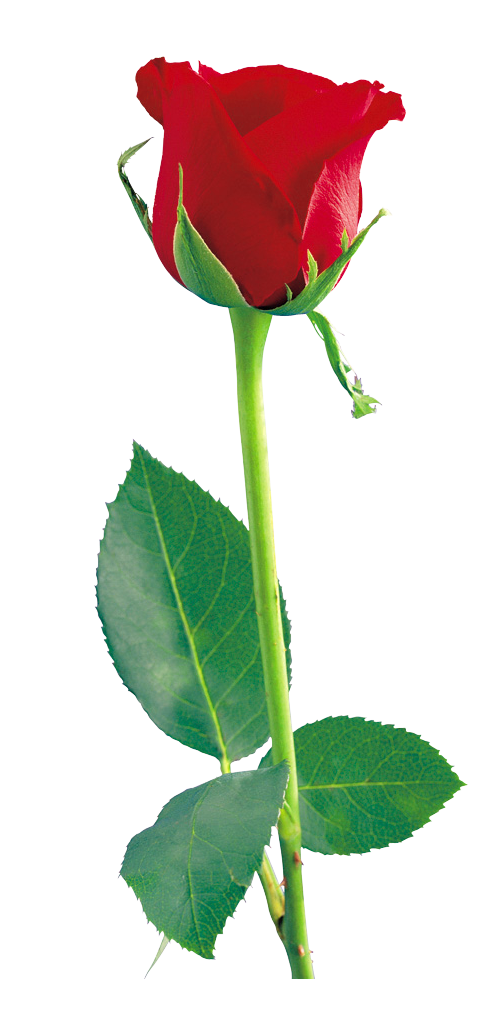 Hd red rose clipart 