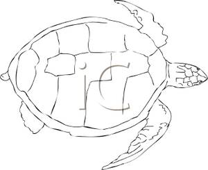 Sea turtle clipart outline 