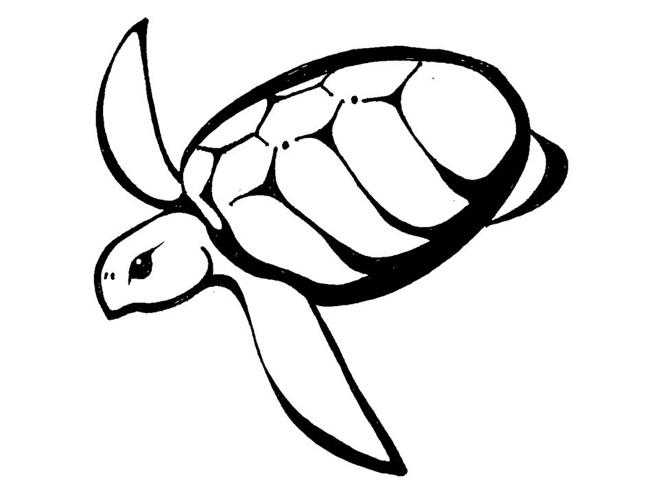 Turtle Outline Clip Art 