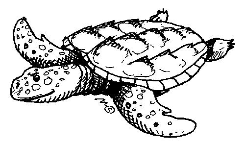 Black and white sea turtle clipart 