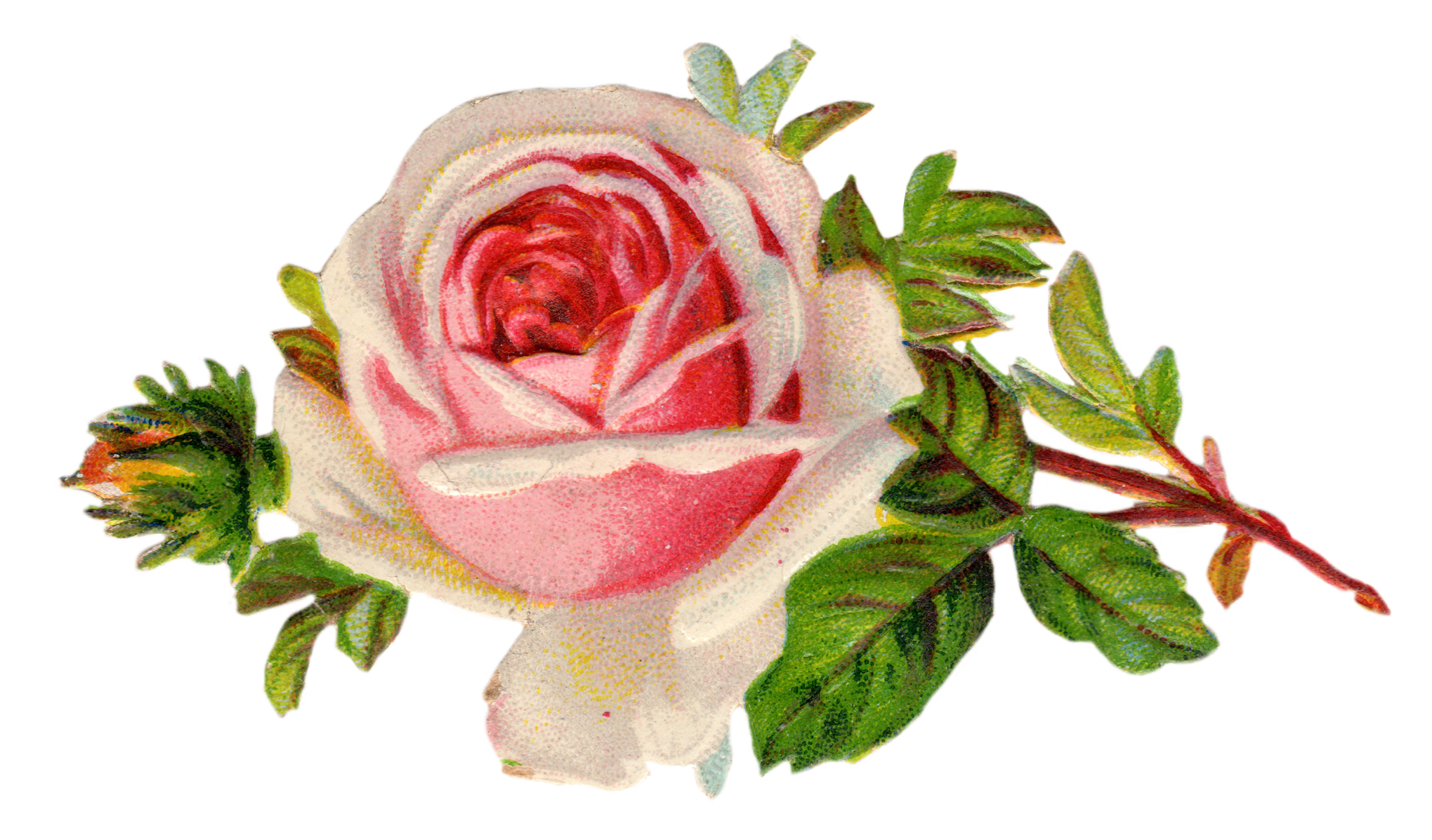 Free Baby Roses Cliparts, Download Free Baby Roses Cliparts png images