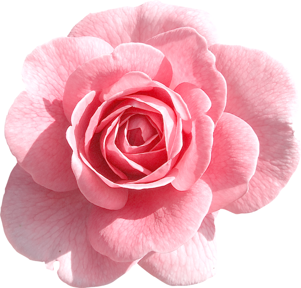 Pink rose clipart hd 