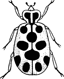 Clipart bugs black and white 