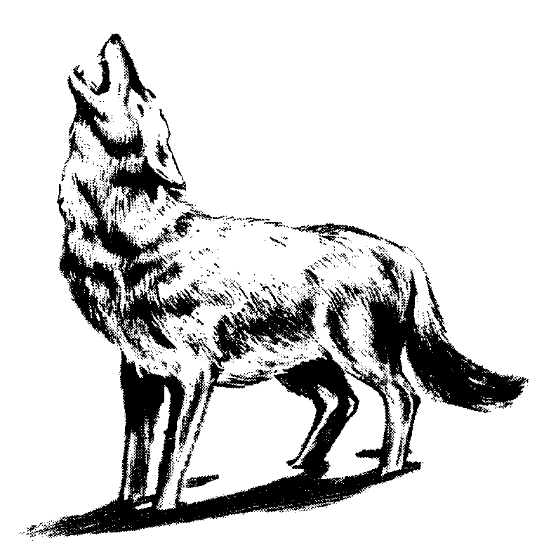 Howling wolf clip art 