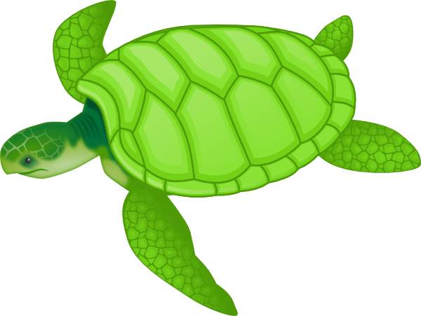 Green turtle ocean clipart 