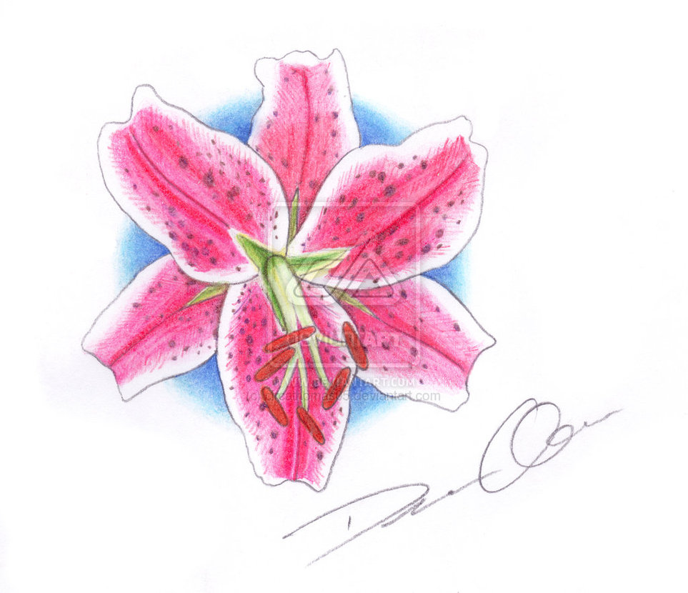 stargazer lily tattoo designs - Clip Art Library.