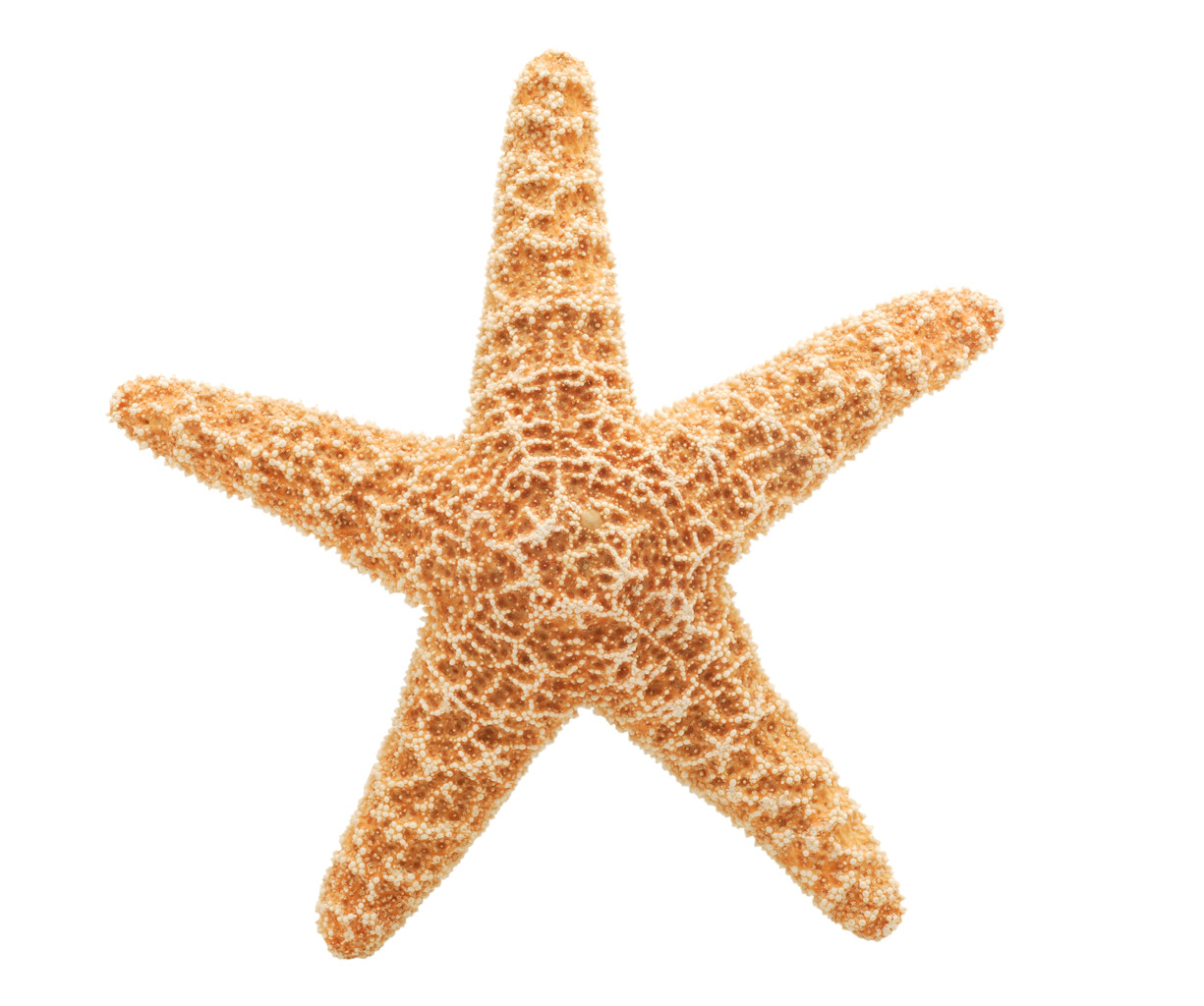 Free starfish clipart cliparts and others art inspiration 2 