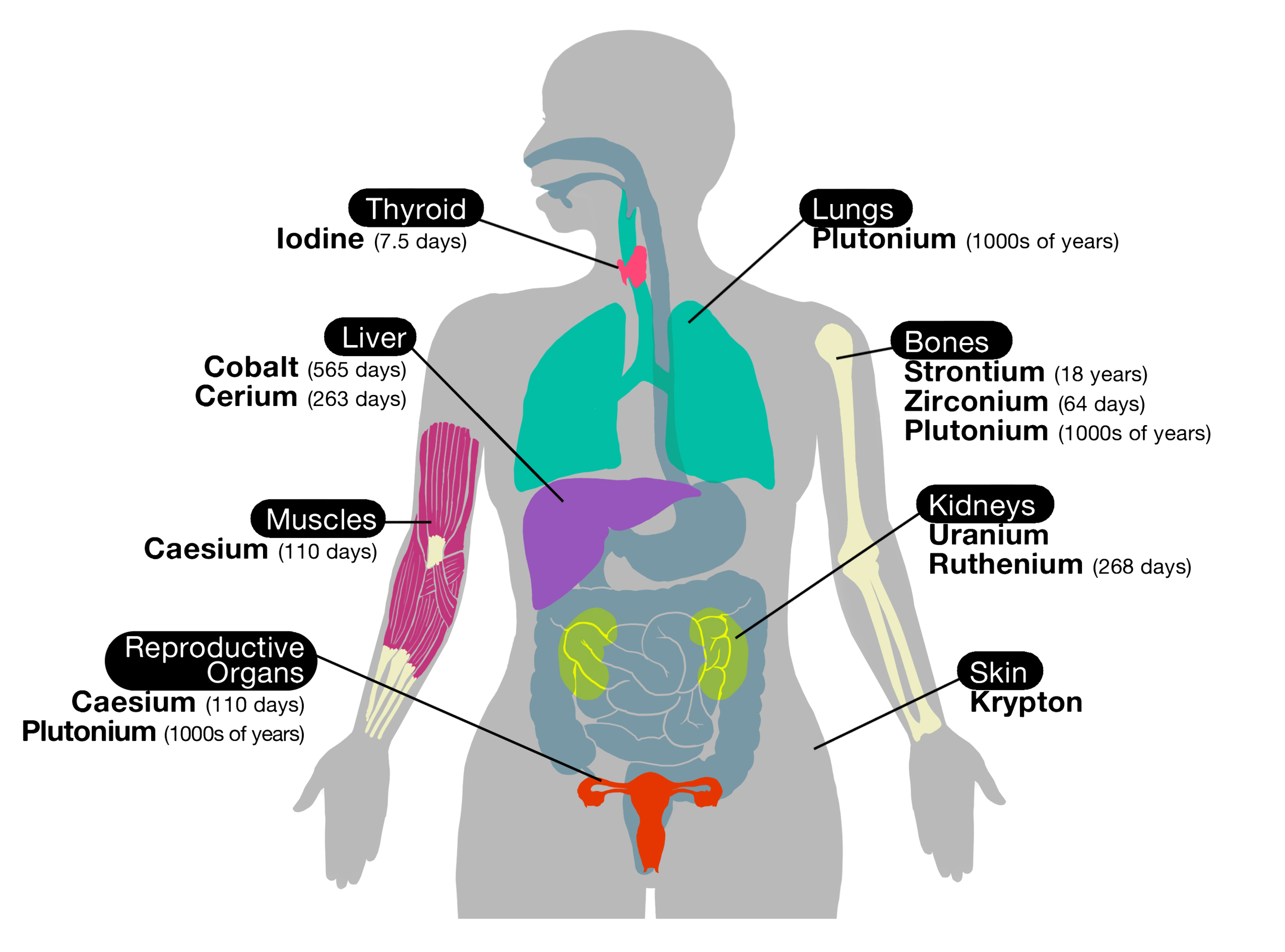 Female Body Parts Diagram Real : Pin by granny roses on HUMAN BODY