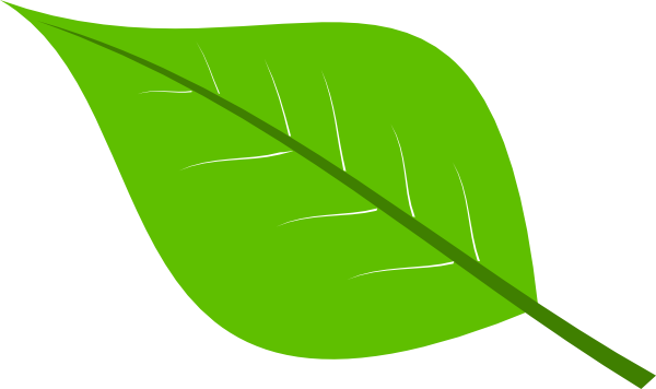 Big leaf clipart 
