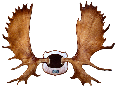 Lone Star Antler  Horn Custom Mounting: Moose Rack 