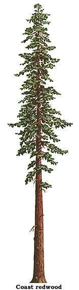 Giant Redwood Tree–Sequoias 