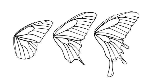 Butterfly wing clipart 