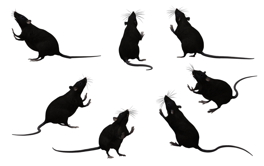 Clipart black and white rat silhouette 