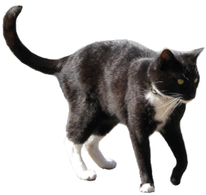 Transparent cat clipart 