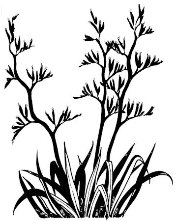 Bush Plant Clip Art Black And White 43128 