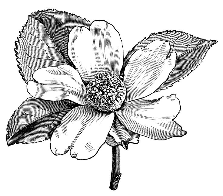 Flower Clipart 