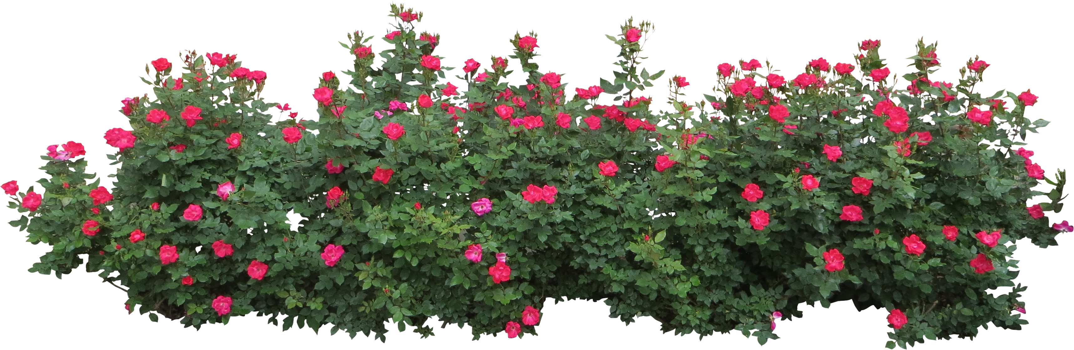 Free Flower Bush Cliparts, Download Free Flower Bush Cliparts png