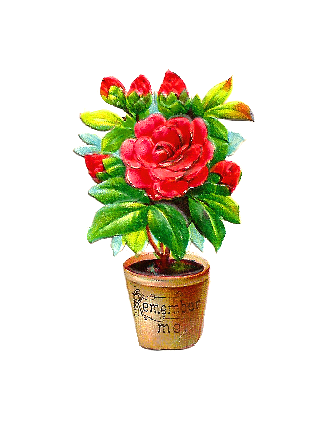 Antique Image: Free Flower Clip Art: Red Peony Bush in Pot 