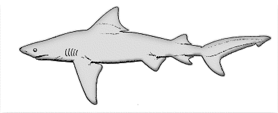 Shark clipart printable 