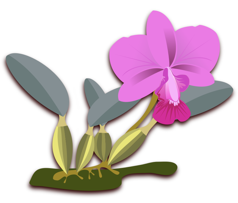 Free to Use  Public Domain Orchid Flower Clip Art 