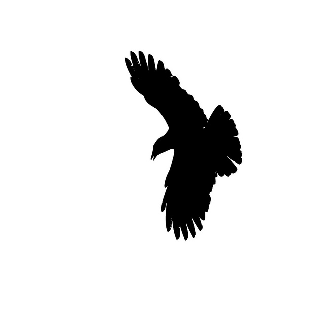 Flying Raven Silhouette 