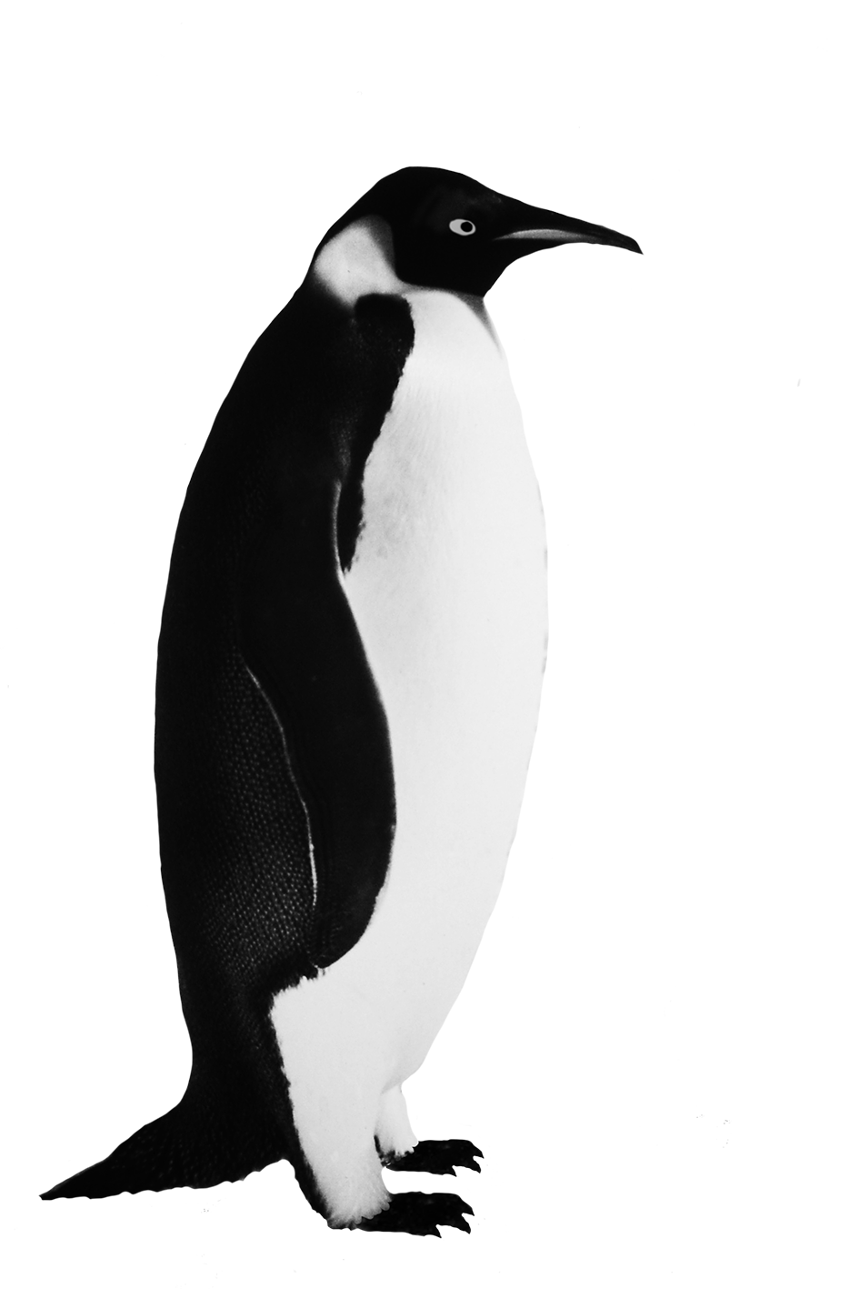 Funny Penguin Clip Art 
