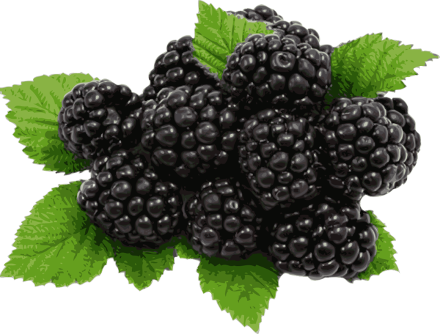 Information and Clip Art about Blackberry Winter 