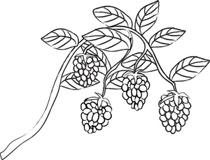 Berries clipart black and white 