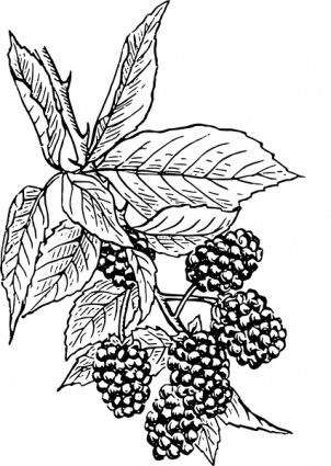 digital drawing of BlackBerry Plants 