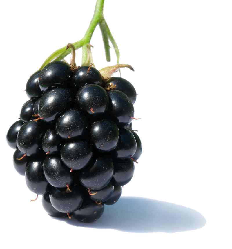 Blackberry Fruit PNG Transparent Image 