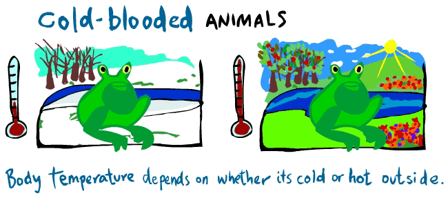 Warm And Cold Blooded Clip Art Library