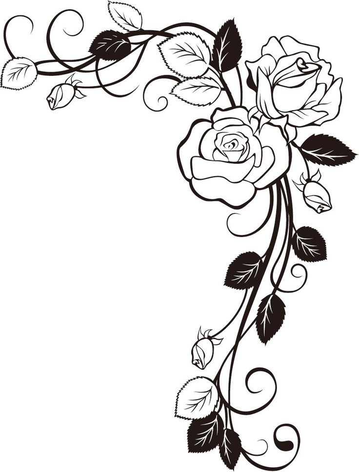 Rose Flower Border Design Drawing / Rose flower petals on white