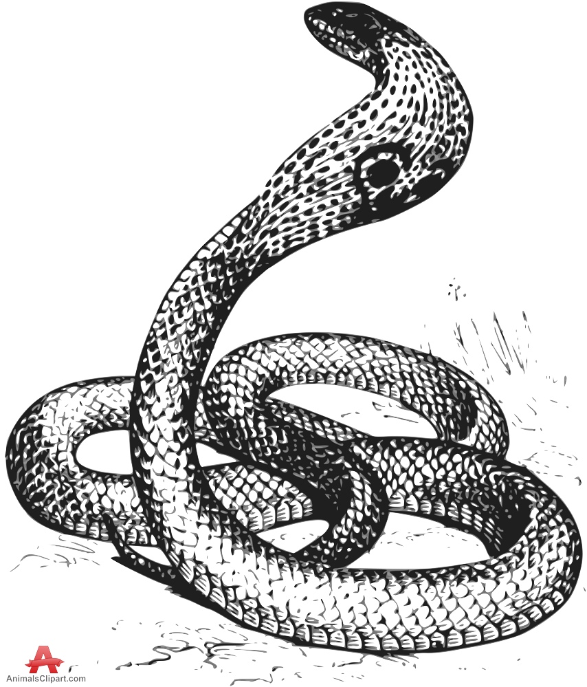 Cobra snake clipart black and white 