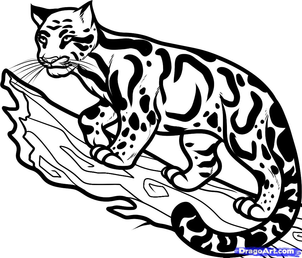 clouded leopard drawing easy - Clip Art Library
