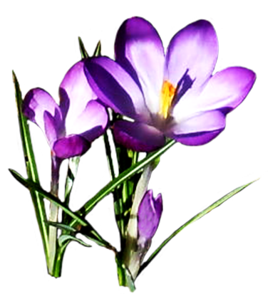 Lilac Flowers Clip Art 