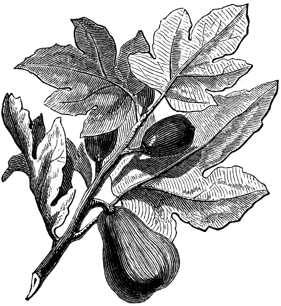 Fig plant 