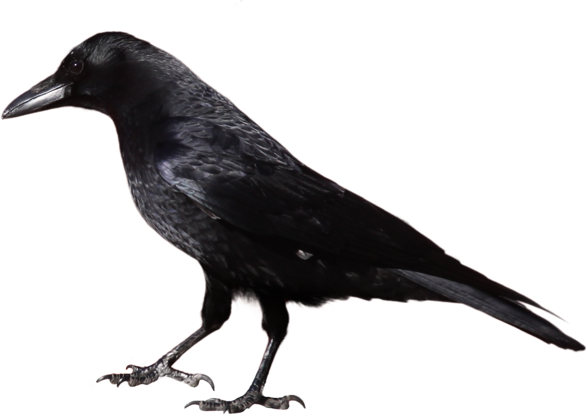 Free Cute Raven Cliparts, Download Free Cute Raven Cliparts png images