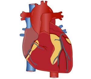 Heart Diagram Clipart 