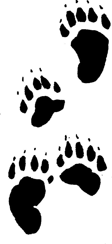Bobcat footprint clipart 