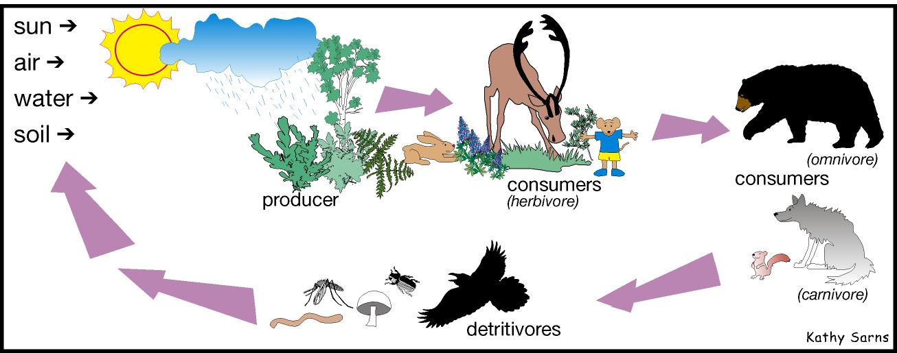 Steps of food chain in a food web clipart 
