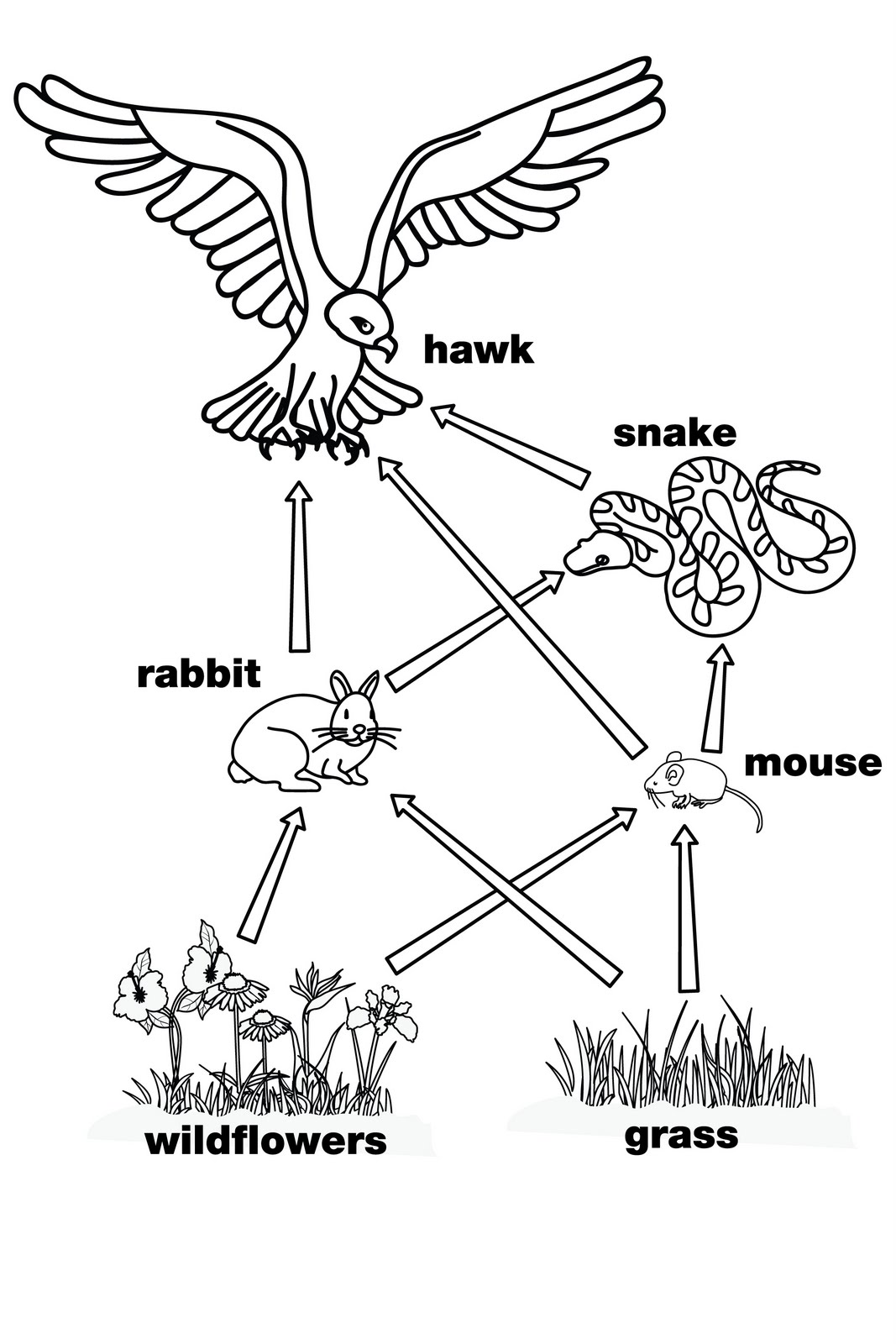 food chain coloring page - Clip Art Library With Blank Food Web Template