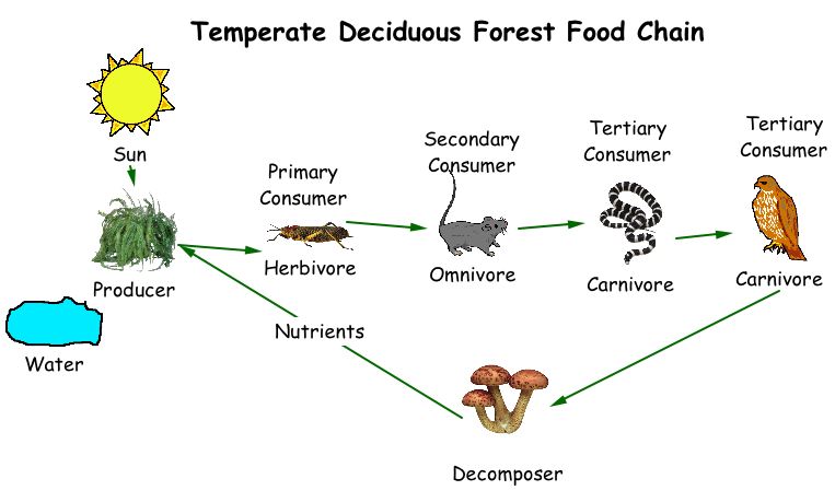 Steps of food chain in a food web clipart 