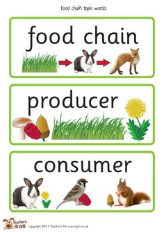 Free clipart image for elementary science food chains 