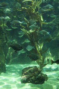 Underwater Clipart Image 