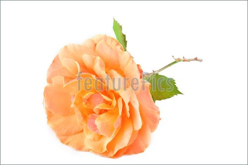 Peach Colored Rose Clipart 