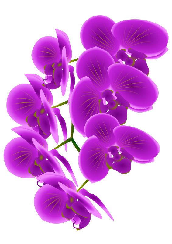 Free purple orchid clipart 